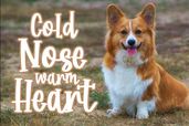 Corgi Puppy Font Preview2