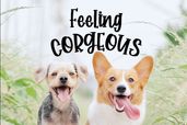 Corgi Puppy Font Preview5