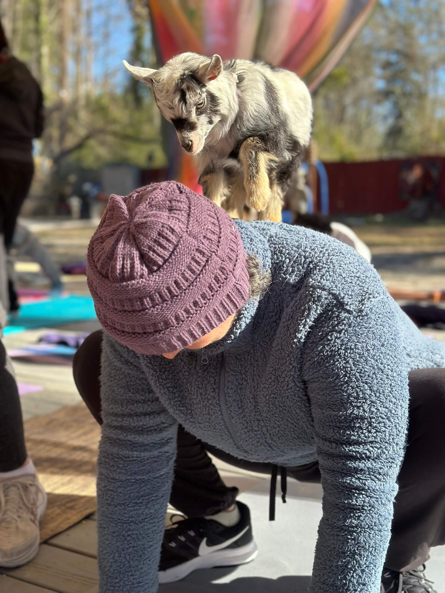 goat yoga gallery image