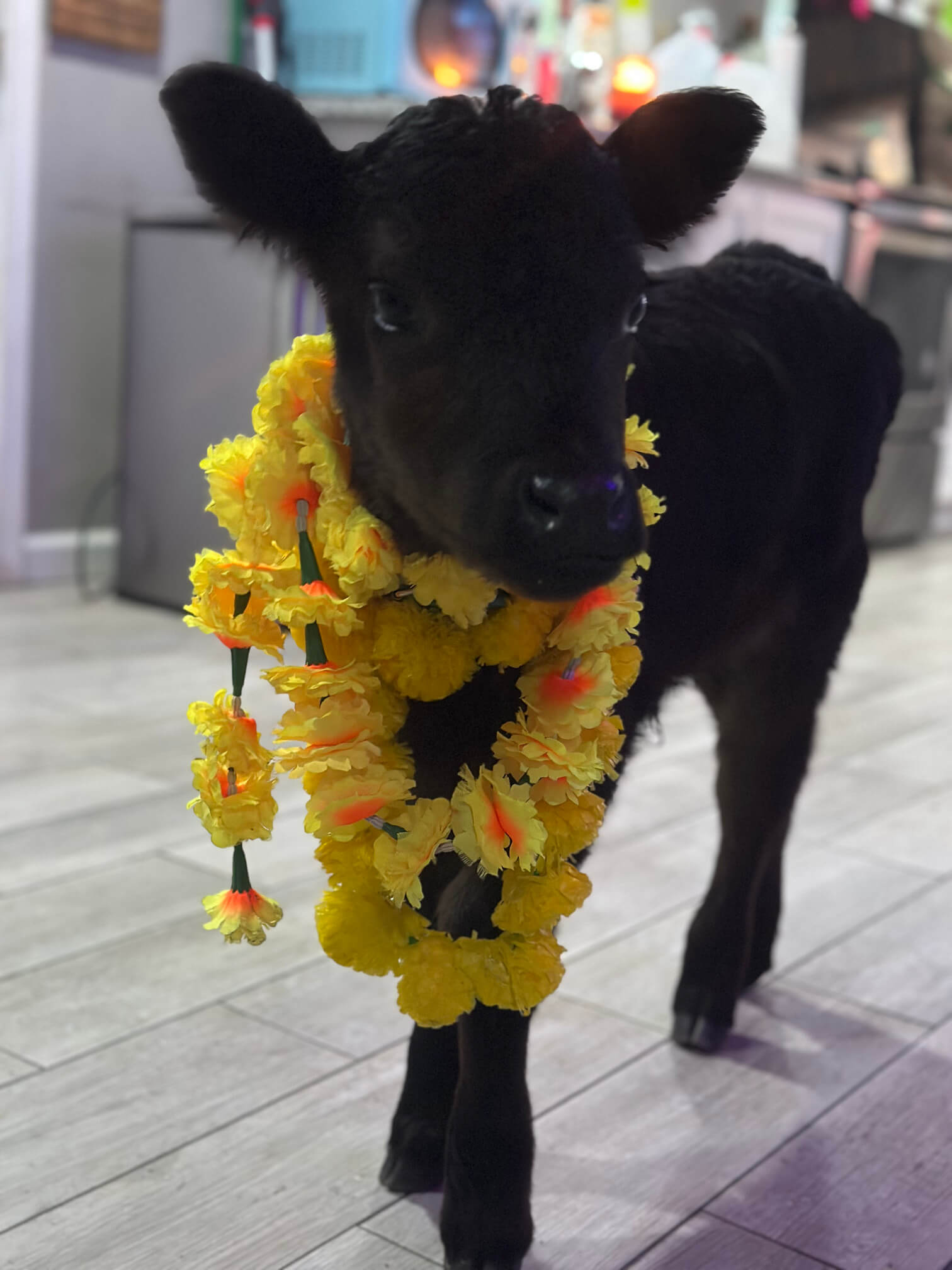 goat yoga gallery image