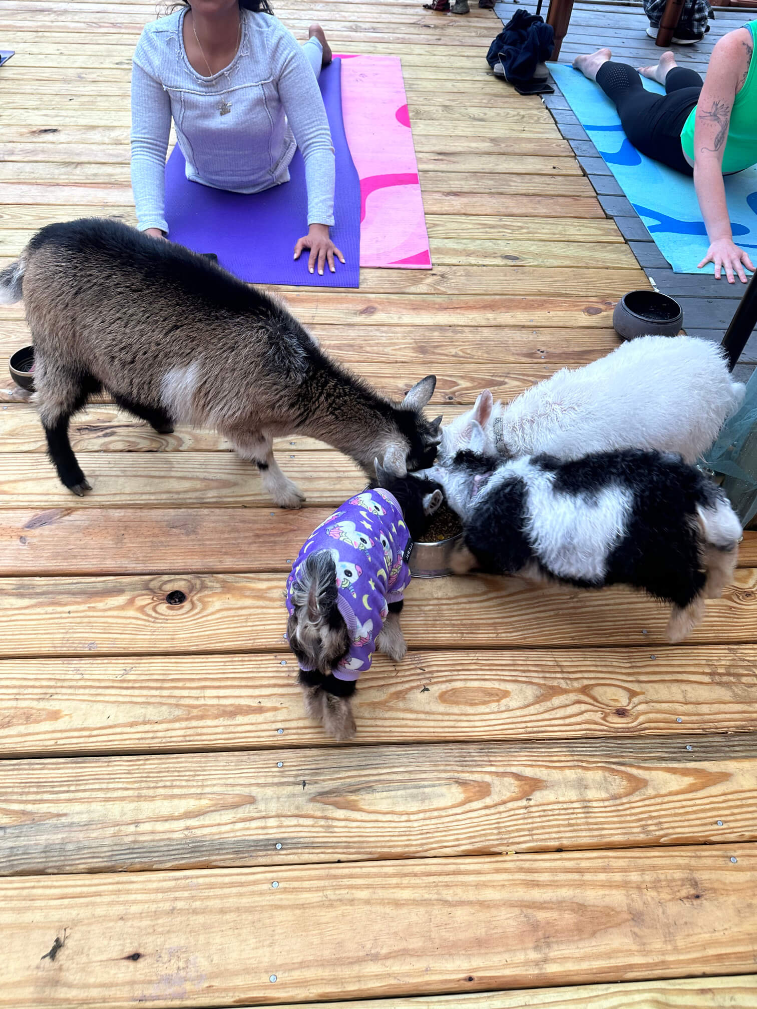 goat yoga gallery image