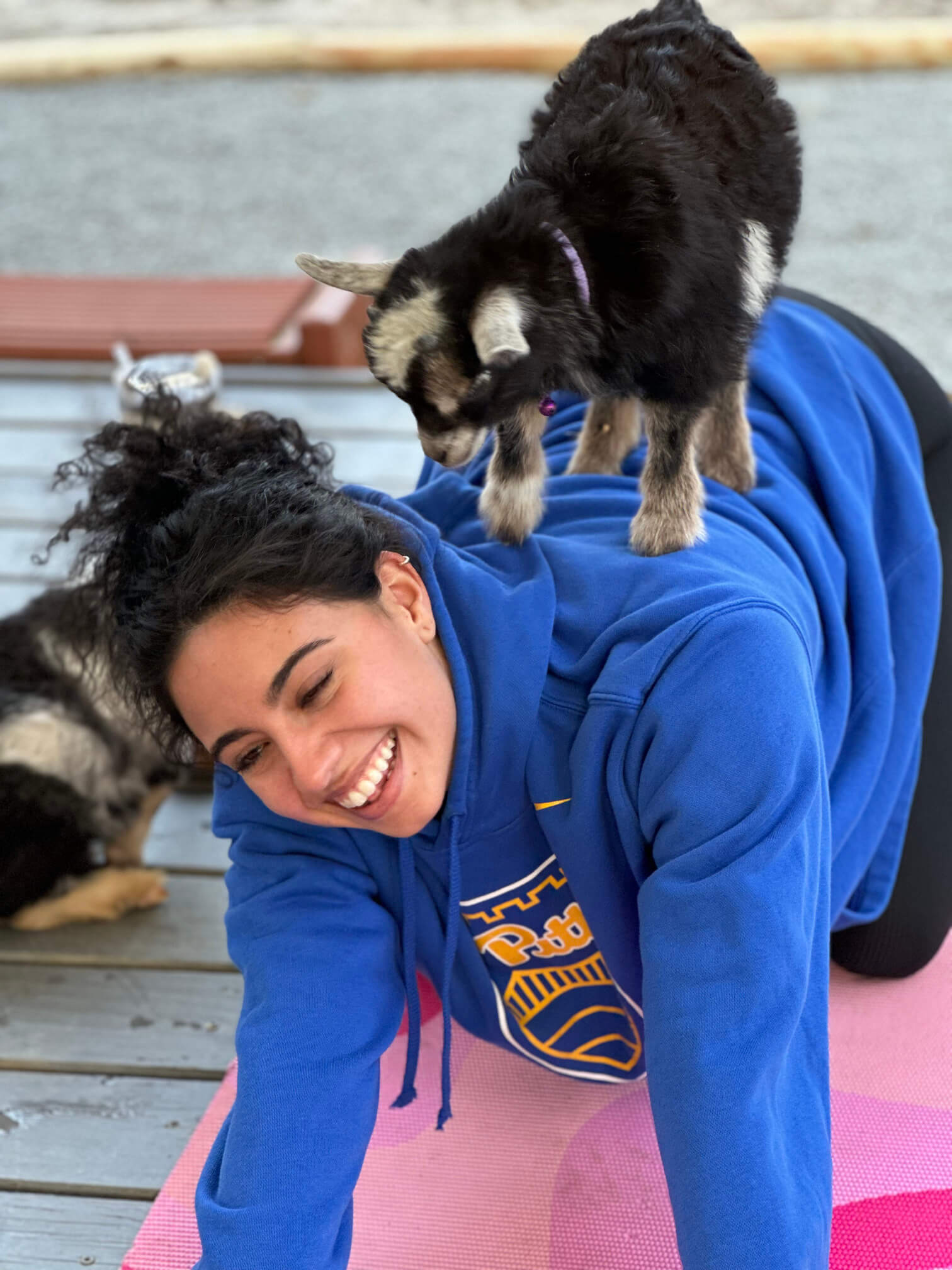 goat yoga gallery image