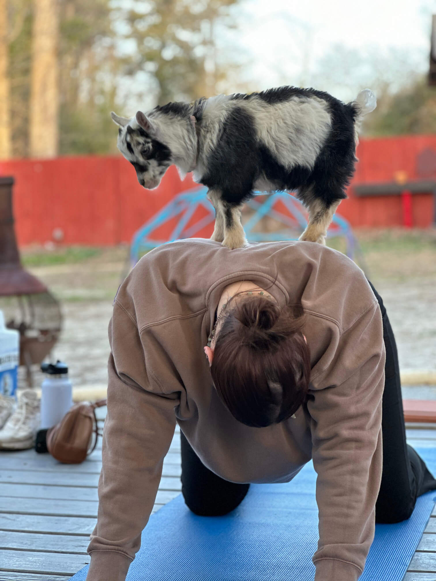 goat yoga gallery image