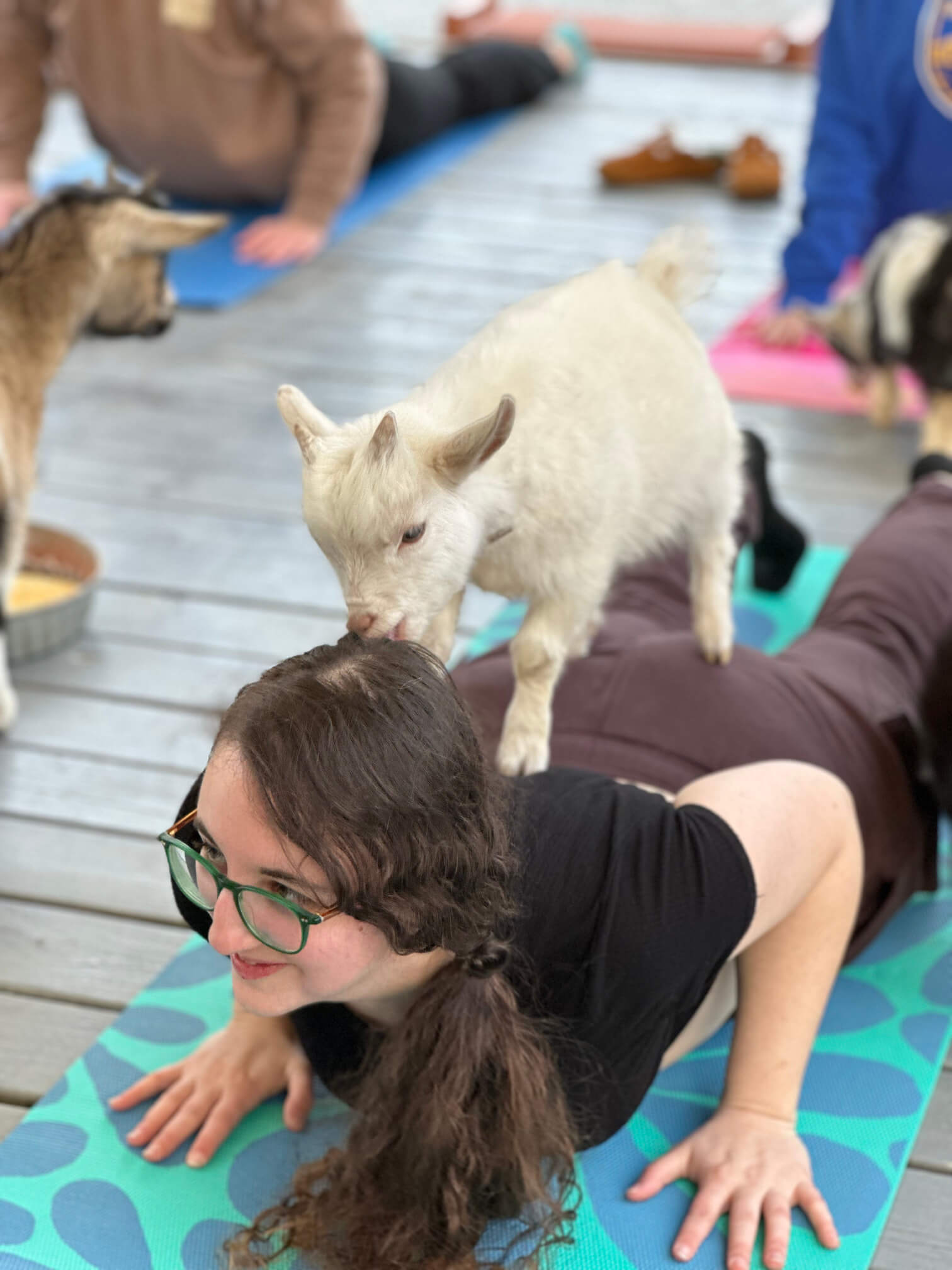 goat yoga gallery image