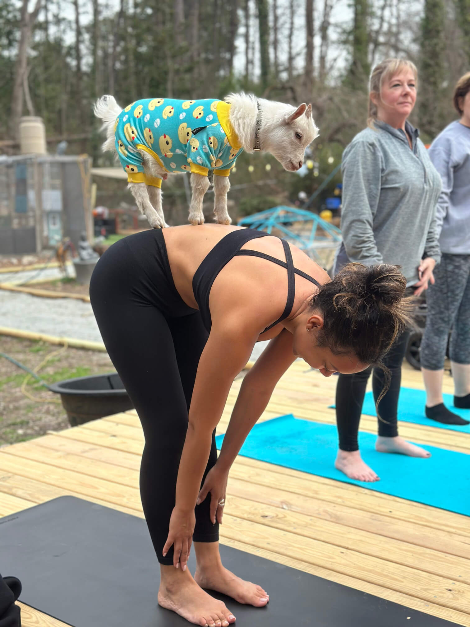 goat yoga gallery image