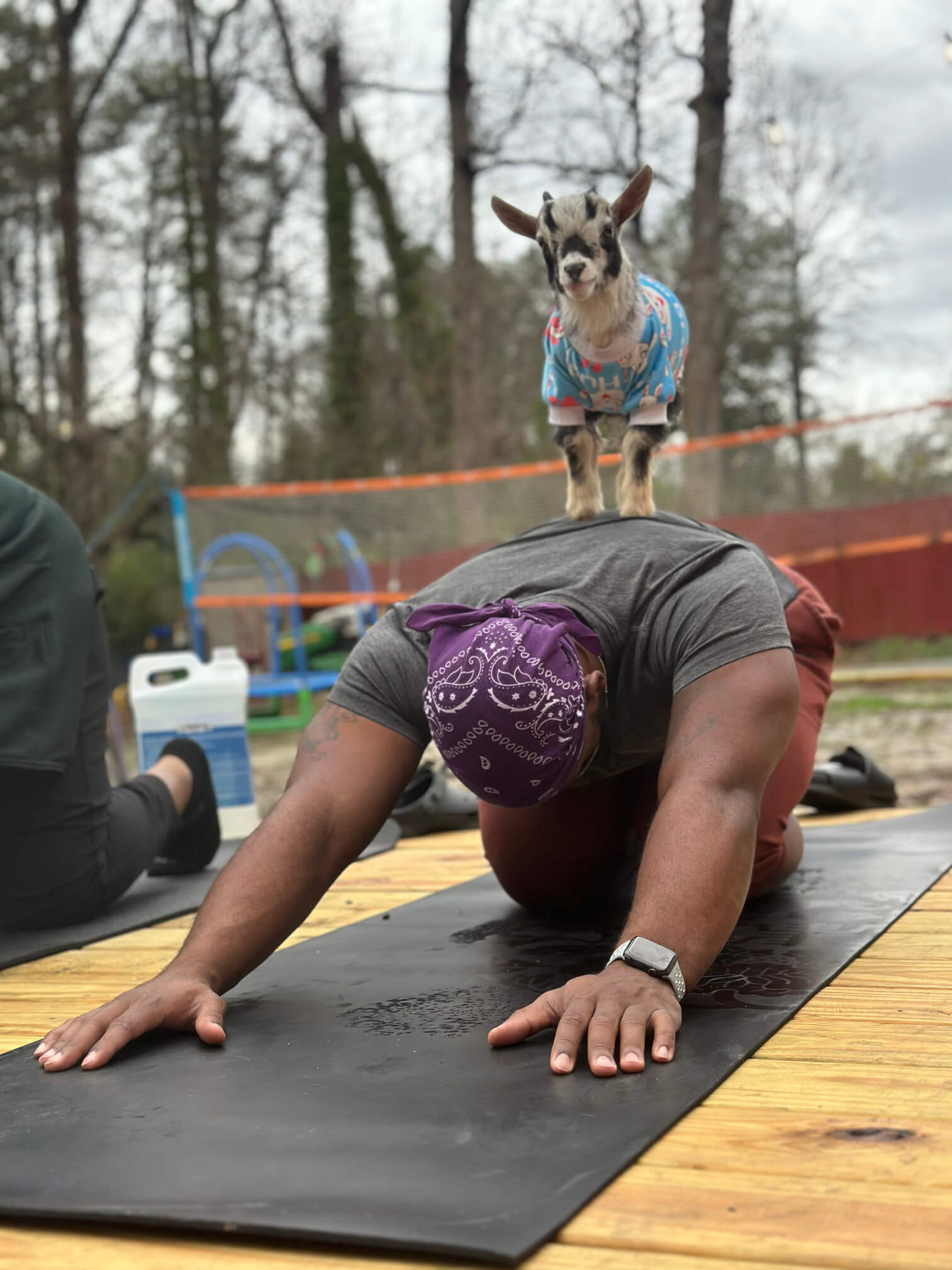 goat yoga gallery image