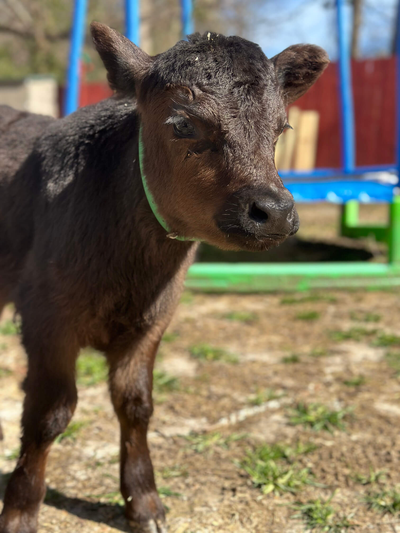 goat yoga gallery image