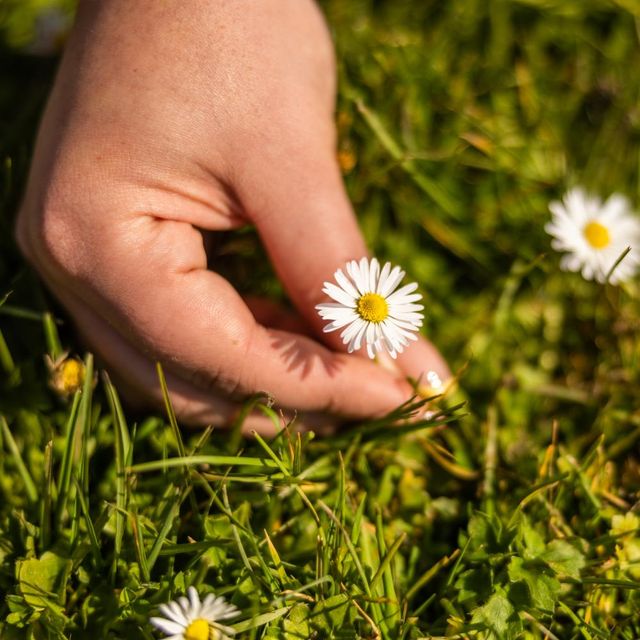 Hand met bloem