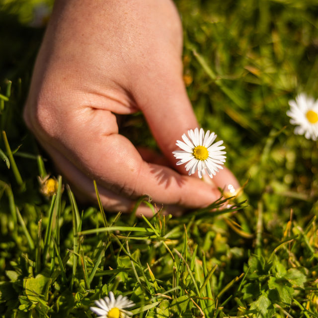 Hand op groene bladeren