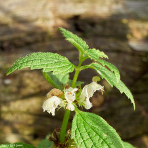 White Deadnettle