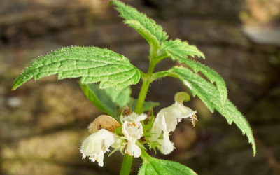 New Year Flower Hunt, Staveley Nature Reserve, 4th January 2020