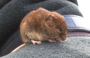 Bank vole on Will's shoulder