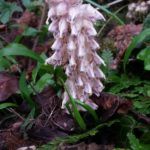 Toothwort