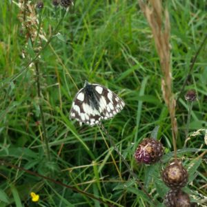 Newly reintroduce Marbled White (Melanargia galathea) David Holmes