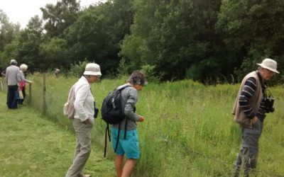 Meadows Day at Farnham Gravel Pit, 6th July 2019