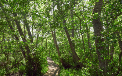 Upper Dunsforth Carrs