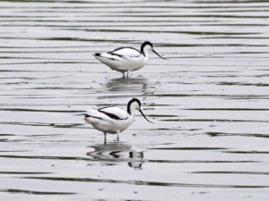 Avocet (Nick Gaunt)
