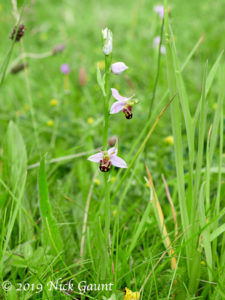 Bee Orchid (Ophrys apifera)