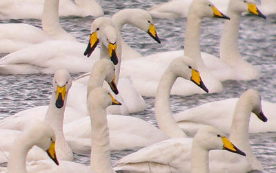 2014 HDNS Bird Report available