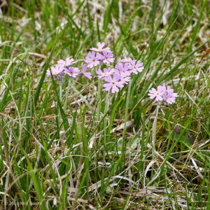 Birdseye Primrose (Primula farinosa) - 190523-120247_DMC-GX8_P1080828