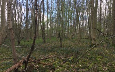 Birkham Wood