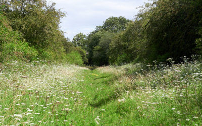 Bishop Monkton Railway Cutting
