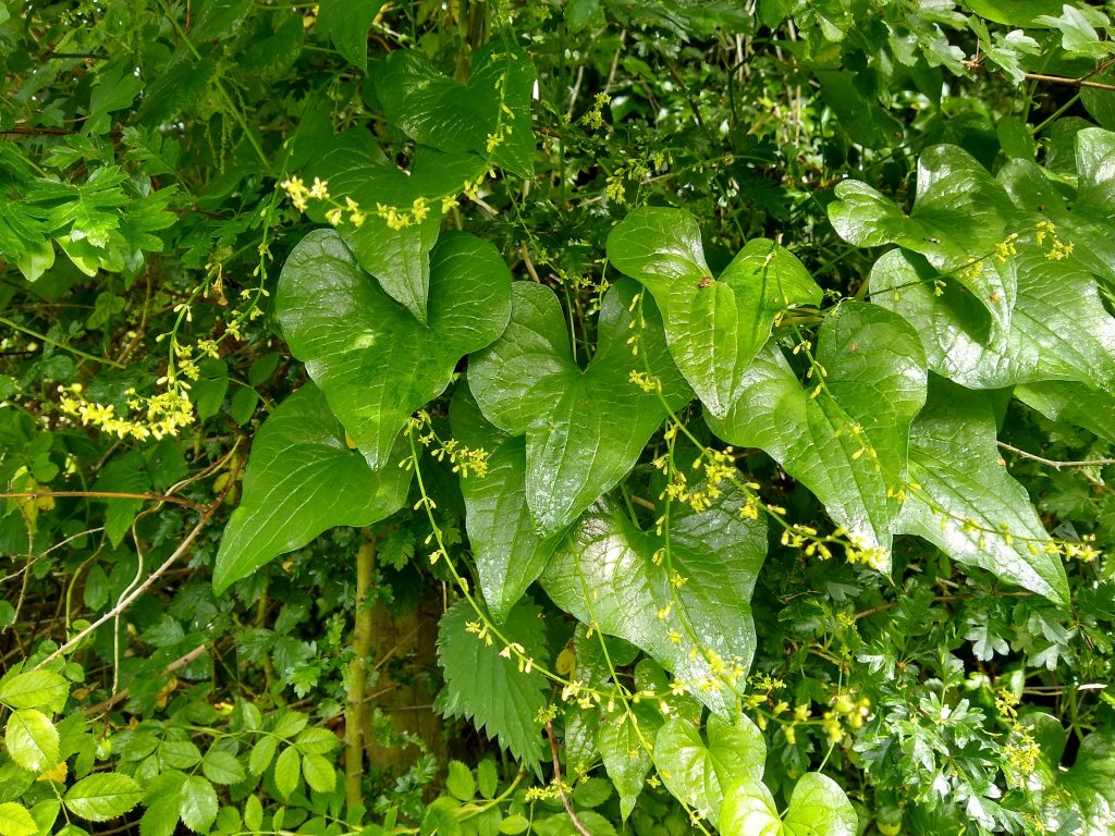 Black Bryony