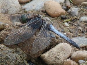 Black-tailed Skimmer