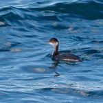 Black-necked Grebe Peter Thomson