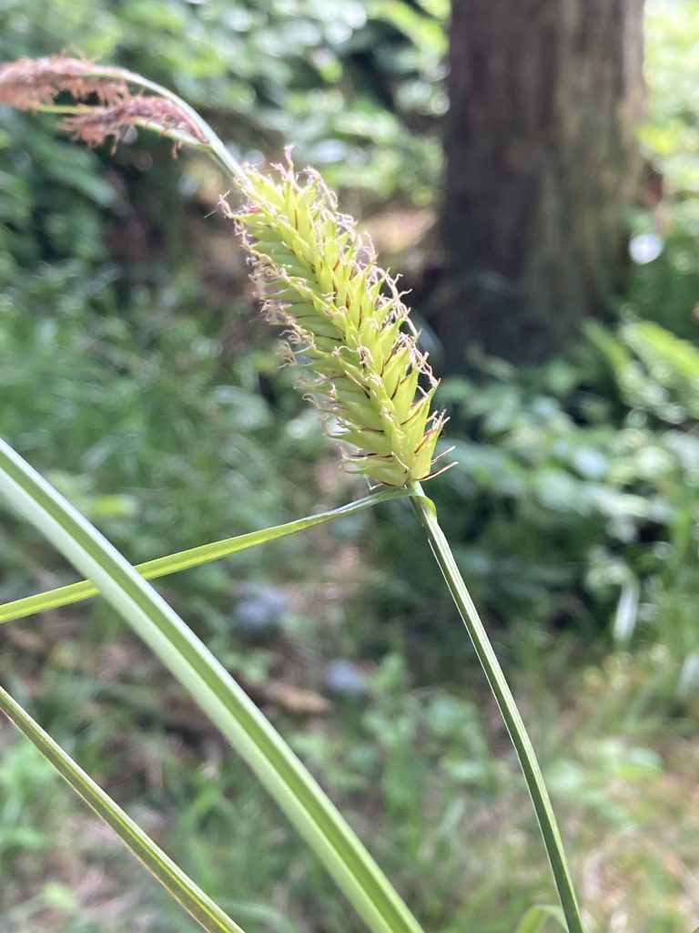 Bladder Sedge (Muff Upsall)
