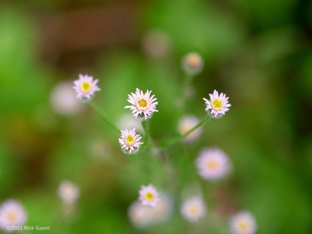 Blue Fleabane
