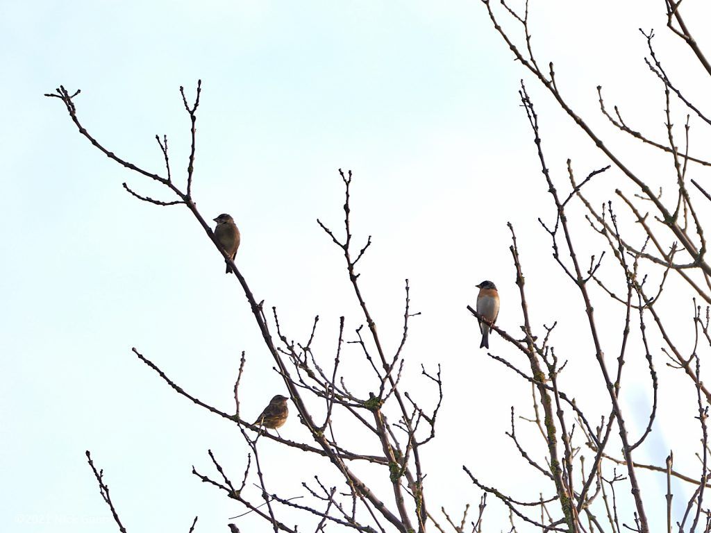 Brambling
