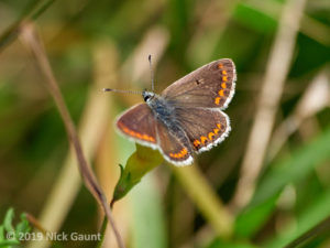 Brown Argus (Aricia agestis)