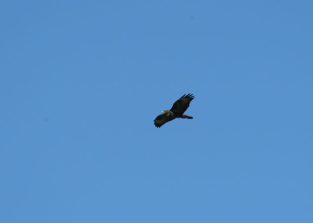 Buzzard