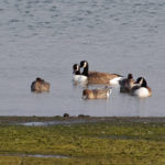 Canada Geese Nick Gaunt