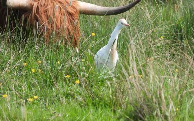 RSPB Fairburn Ings