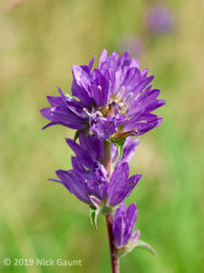 Clustered Bellflower (Campanula glomerata)