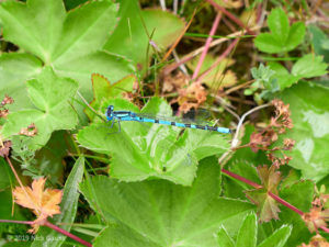 Common Blue Damselfly (Enallagma cyathigerum) male on Hairless Lady's Mantle (Alchemilla glabra)