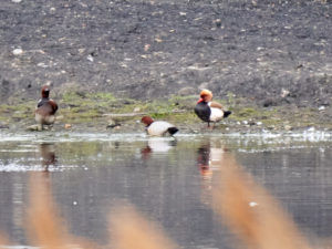 Common Pochard and Red-crested Pochard (Nick Gaunt)