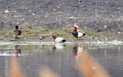 RSPB Fairburn Ings, Tuesday 7th May 2019