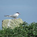 Common Tern