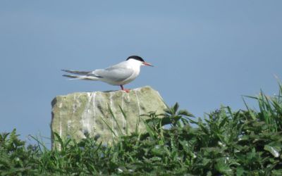 Northumberland Coast and Coquet Island 22nd  May 2016