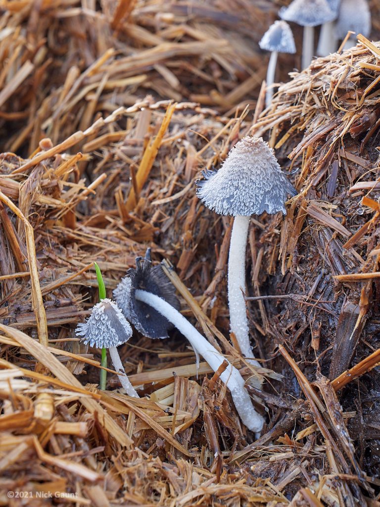 Coprinus macrocephalus