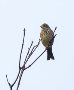 Corn Bunting