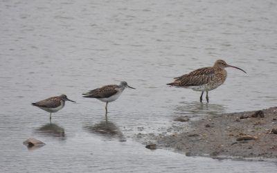 Blacktoft Sands and North Cave Wetlands