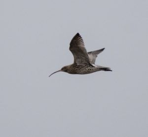 Curlew (Nigel Harcourt-Brown)