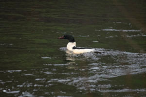 Goosander male