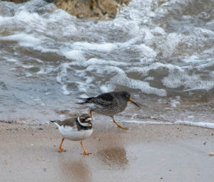 Ringed Plover & Purple Sandpiper (Nigel Harcourt-Brown)