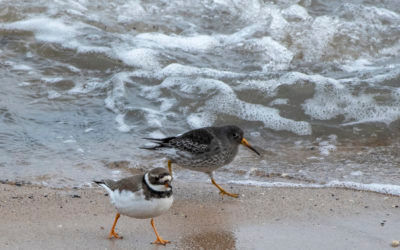 Hartlepool and Teesmouth – Tuesday 12th February 2019