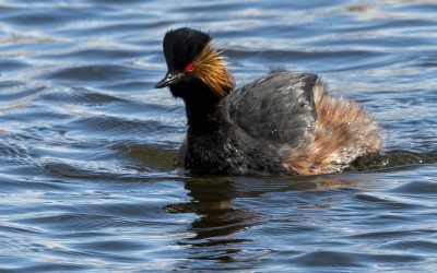 RSPB St Aidan’s and Fairburn Ings